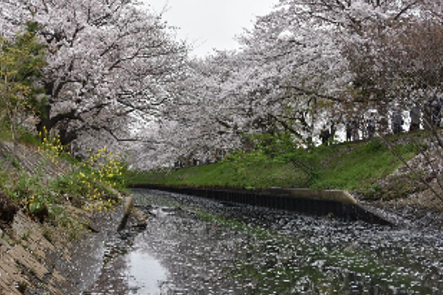 海老川ジョギングロードの桜並木